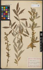 Foto von Salix alba L.